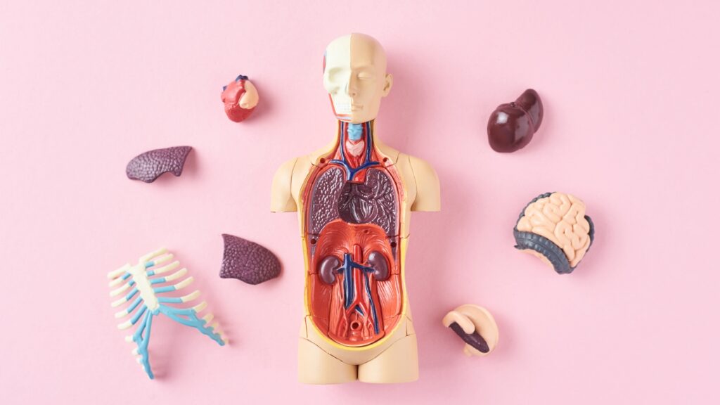 Anatomy and Physiology