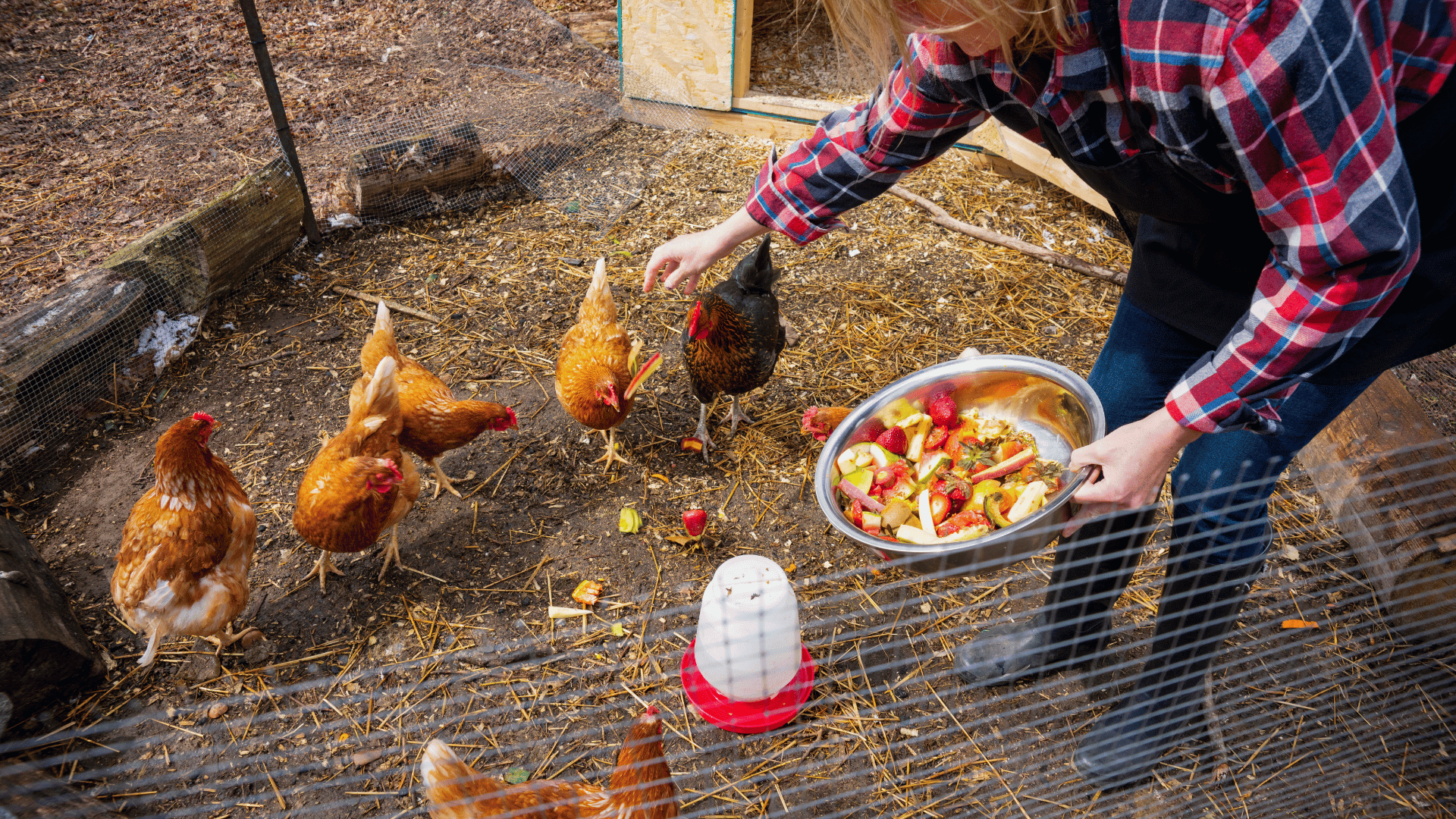 Backyard Chicken Keeping and Care Basics