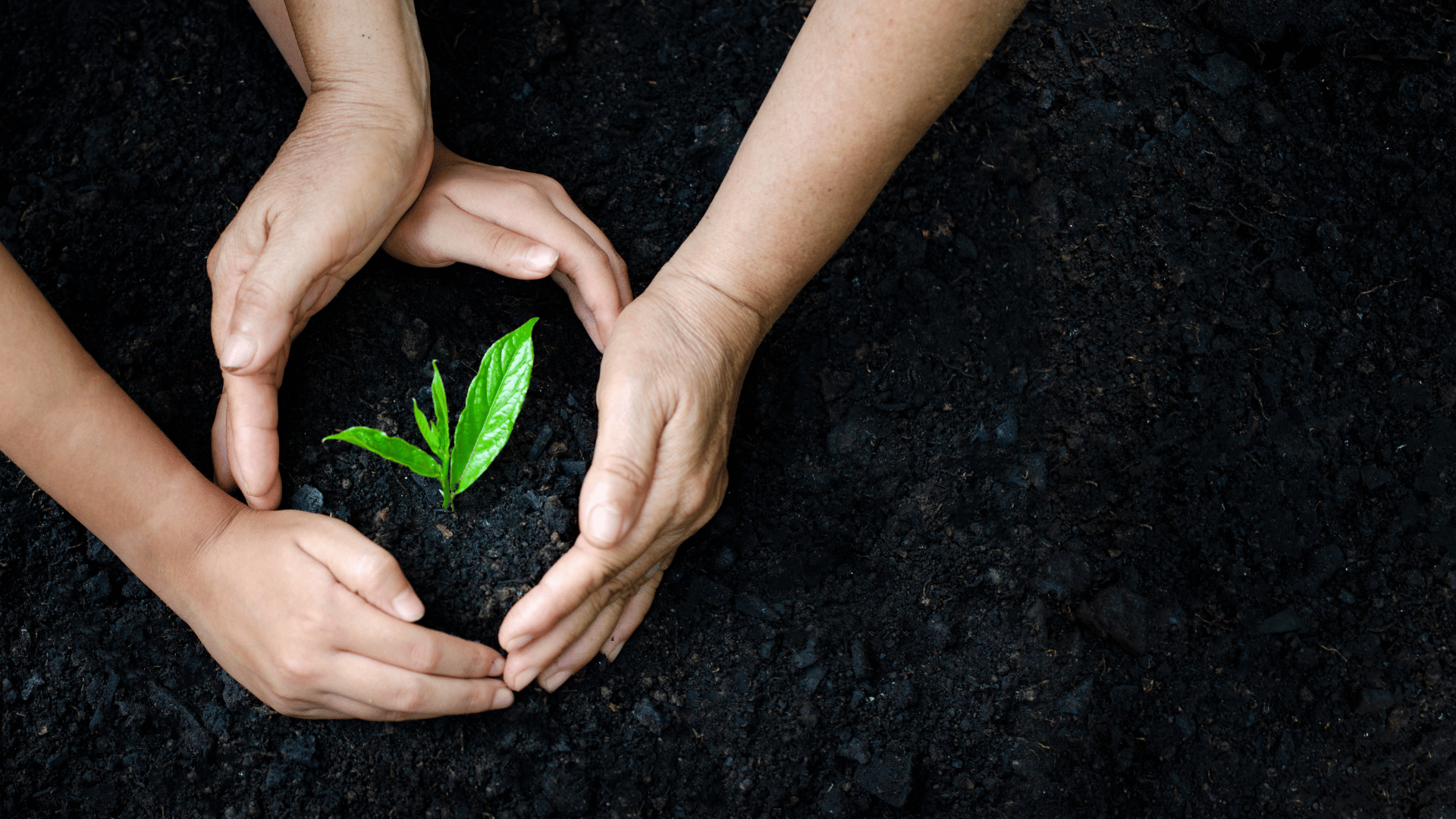 Seed Saving Techniques for Sustainable Gardening