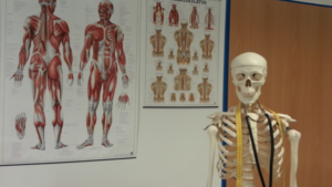 Anatomy and physiology course UK: Beginner Friendly