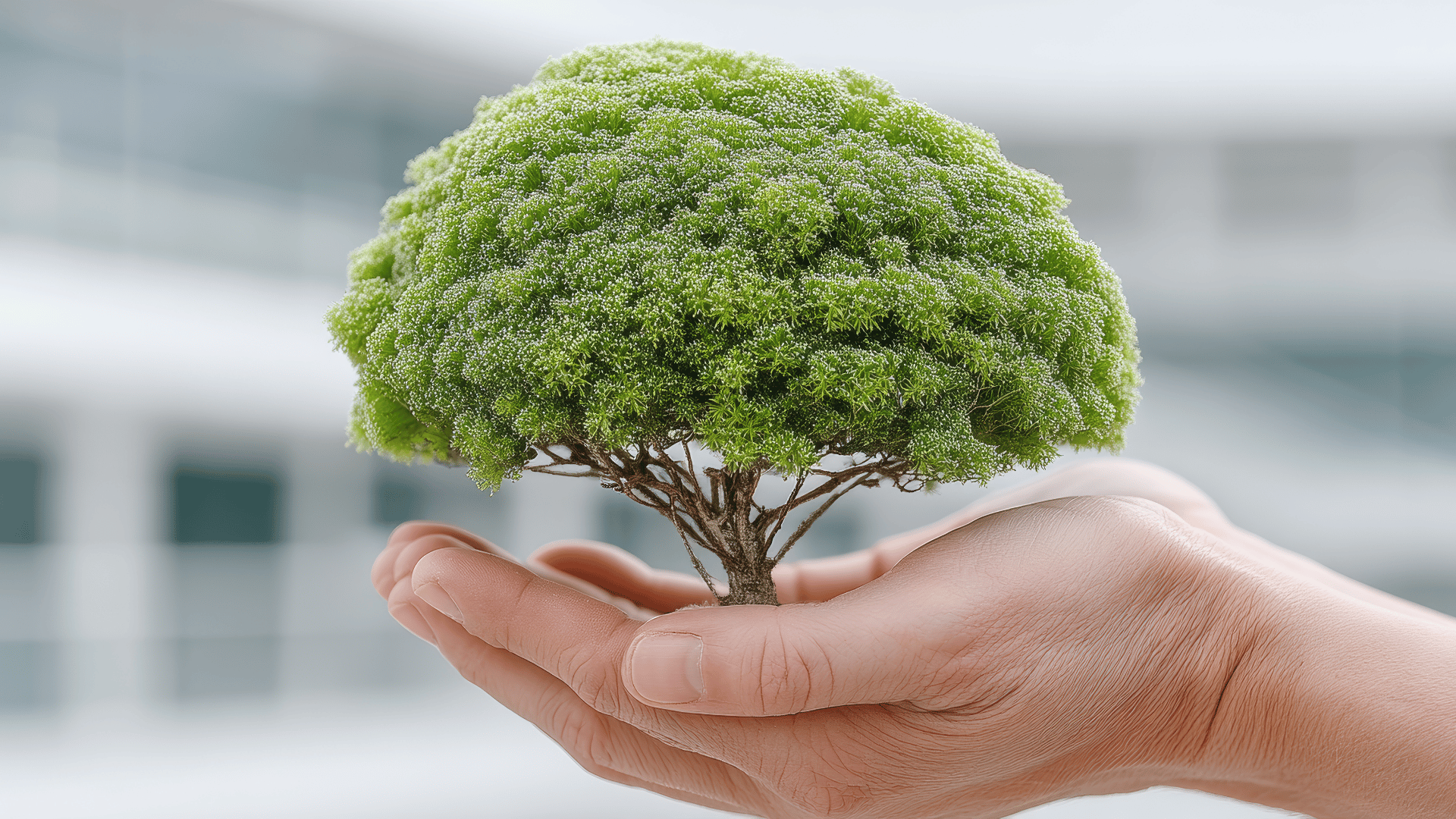 Bonsai Tree Care and Maintenance Training