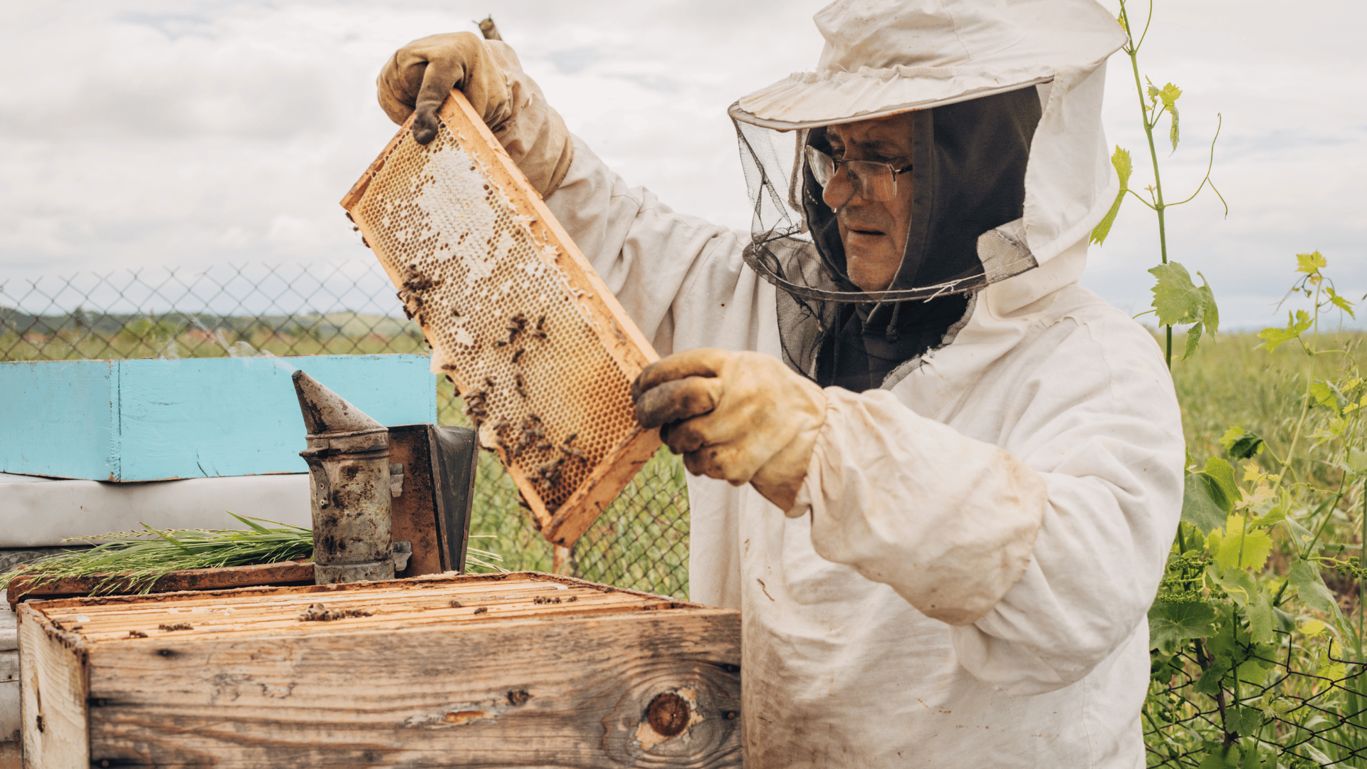 DIY Urban Beekeeping and Honey Production Skills