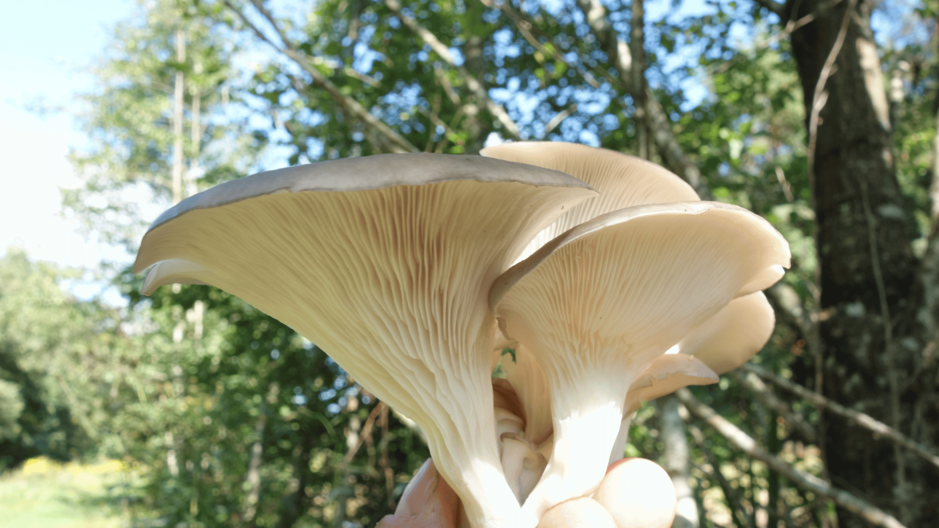 DIY Mushroom Growing and Cultivation Training